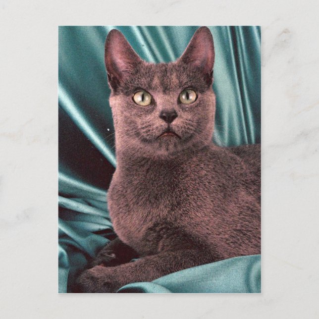 Russisches Blau Postkarte (Vorderseite)