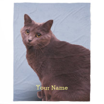 Russisches blaue Katzen-Anstarren