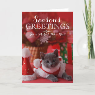 Russisches blaues Kätzchen und Weihnachten