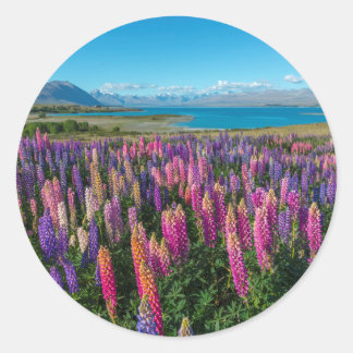 Russle Lupines am Tekapo-See | Neuseeland Runder Aufkleber