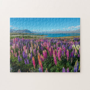 Russle Lupines in See Tekapo   Neuseeland