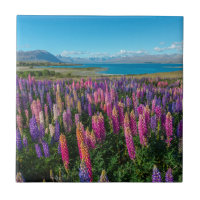 Russle Lupines in See Tekapo | Neuseeland