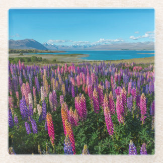 Russle Lupines in See Tekapo | Neuseeland Glasuntersetzer