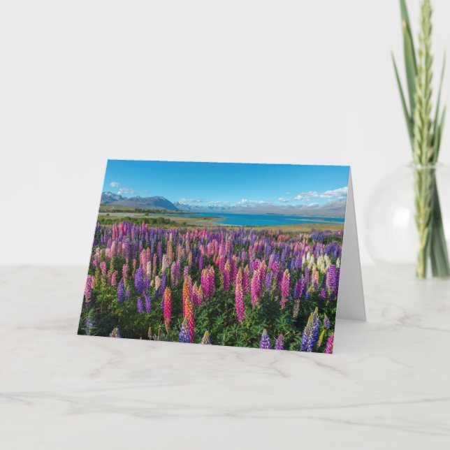 Russle Lupines in See Tekapo | Neuseeland Karte (Vorderseite)