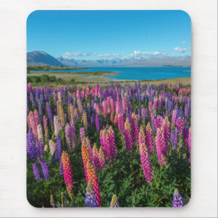 Russle Lupines in See Tekapo   Neuseeland Mousepad