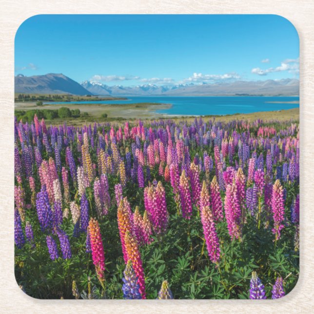 Russle Lupines in See Tekapo | Neuseeland Rechteckiger Pappuntersetzer (Vorderseite)