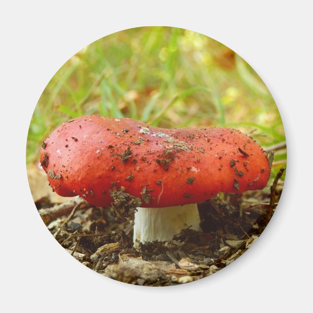 Russula Emetica Magnet (Vorne)