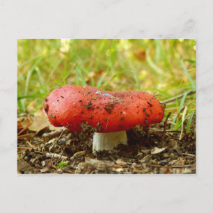 Russula Emetica Postkarte