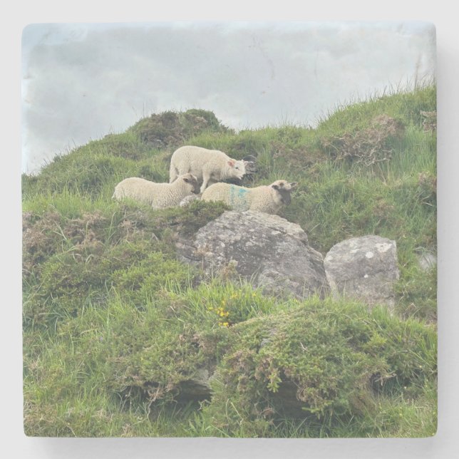 Rustic Ireland Three Irish Sheep Steinuntersetzer (Vorderseite)