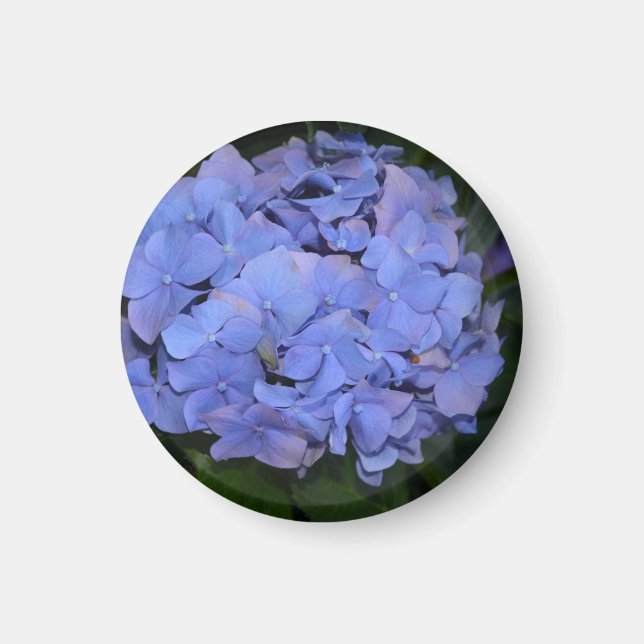 Rustic Purple Hydrangea macrophylla  Magnet (Vorne)