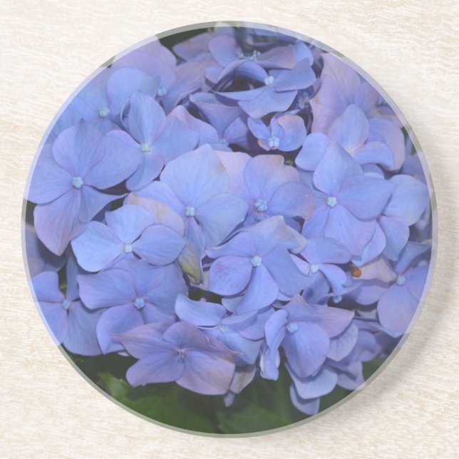 Rustige violette Hydrangea macrophylla   Getränkeuntersetzer (Vorne)