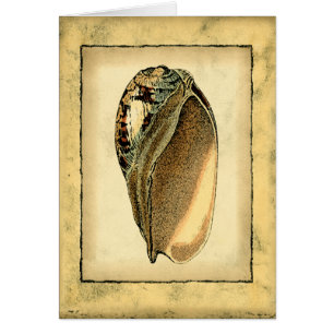 Rustikal Vintag Seashell