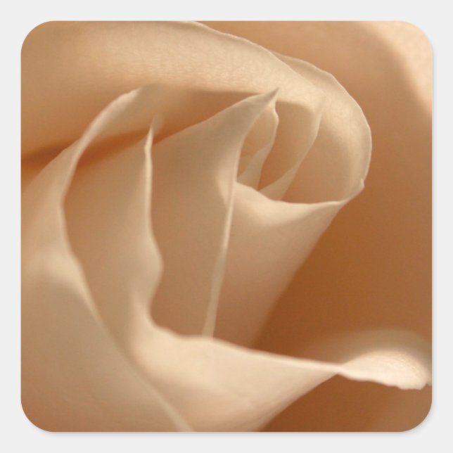 Rustikale cremefarbene Rose Hochzeitsfeier Umschla Quadratischer Aufkleber (Vorderseite)
