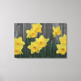 Rustikale Daffodische Blume Gartenzaun Foto Leinwanddruck