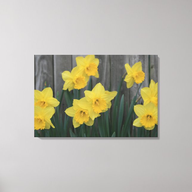 Rustikale Daffodische Blume Gartenzaun Foto Leinwanddruck (Vorderseite)