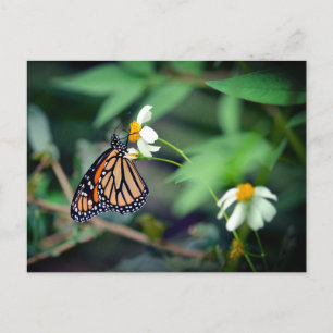 Rustikale Fotografie   Monarch und Wildblumen Post Postkarte