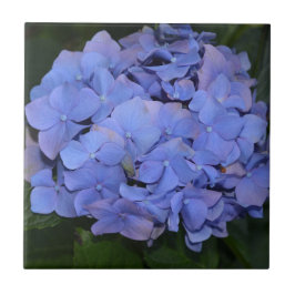 Rustikale Lila Hydrangea makrophylla Fliese