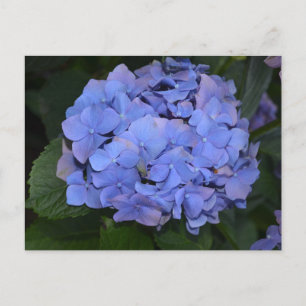 Rustikale Lila Hydrangea makrophylla Postkarte