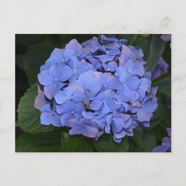 Rustikale Lila Hydrangea makrophylla Postkarte (Vorderseite)