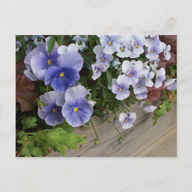 Rustikale Lila Pansy Floral Postcard Stiefmütterch Postkarte (Vorderseite)