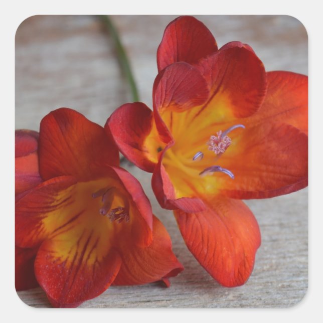 Rustikale Orange Freesia Blume Stickers (Vorderseite)