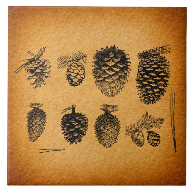 Rustikale Pinecones Pine Cone Kunst, Dichtung und  Fliese (Vorderseite)