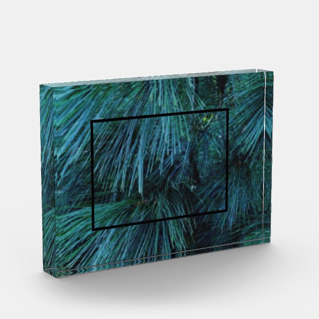 Rustikale Pinienwälder, immergrün Fotoblock (Links)