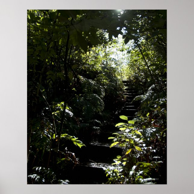 Rustikale Treppe/Fußweg im Wald, Sonnenlicht Poster (Vorne)