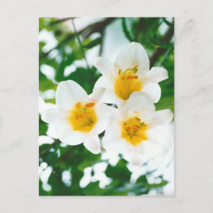 Rustikale weiße Lilien - Lilium candidum Postkarte