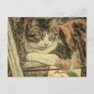 Rustikaler Landkatzenliebhaber Bauernhof Kalico Ka Postkarte
