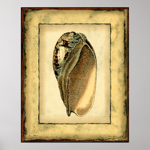 Rustikaler Vintager Seashell Poster