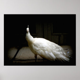 Rustikales Foto des eleganten weißen Vogels des Poster