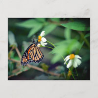 Rustikales Foto | Monarchie und Wildblumen Postkar
