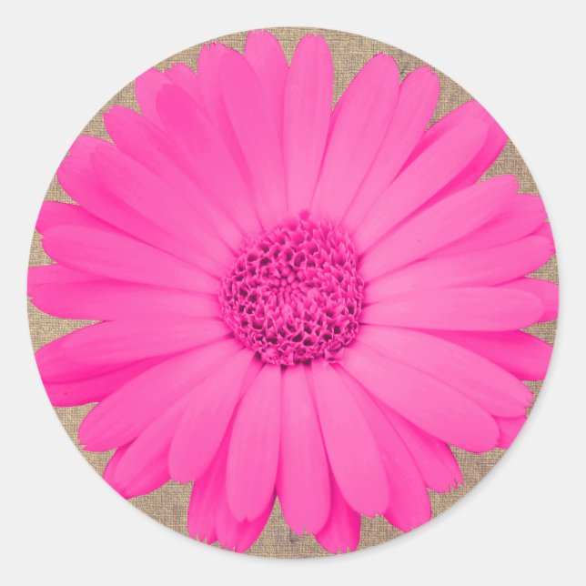Rustikales Hot Pink Gerber Daisy Round Stickers Si (Vorderseite)