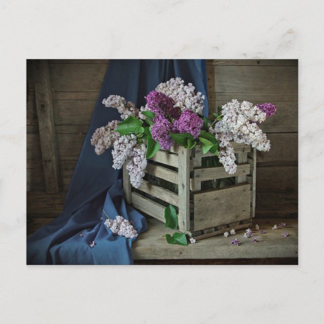 Rustikales Lila und weißes Lilacs Blumenkohl Foto Postkarte (Vorderseite)