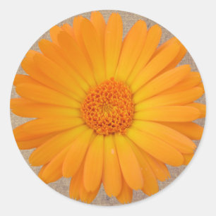 Rustikales Orange Gerber Daisy Round Stickers Sieg