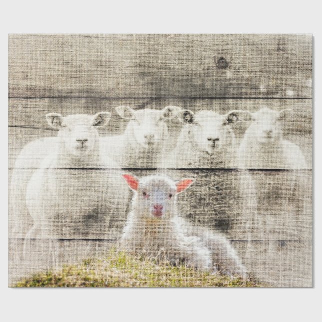 Rustikales Schafspuppel Geschenkpapier (Flach)