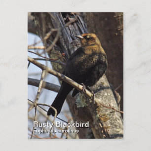 Rusty Blackbird Postcard Postkarte