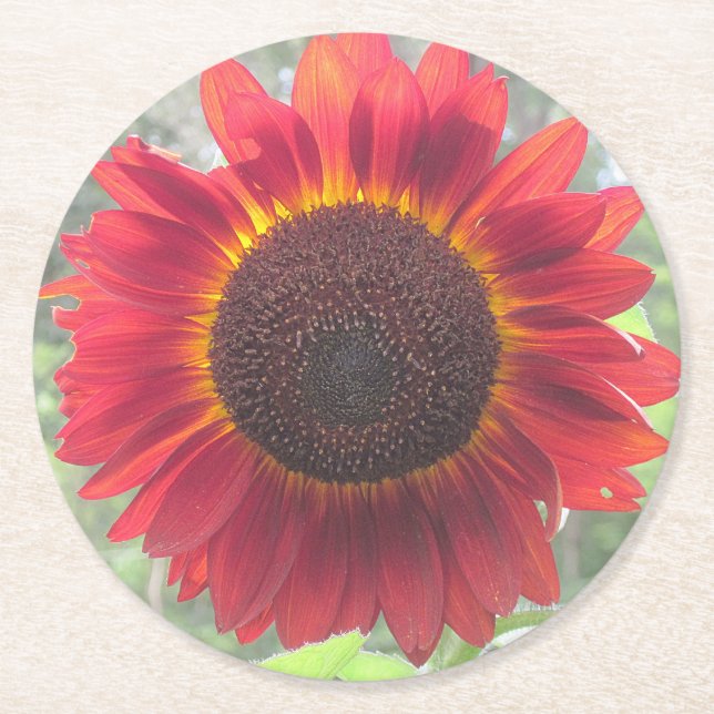 Rusty Red Sunflower Party Untersetzer (Vorderseite)