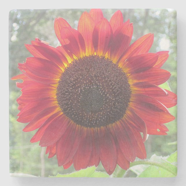 Rusty Red Sunflower Steinuntersetzer (Vorderseite)