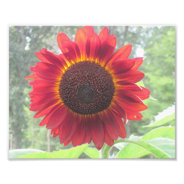 Rusty Sunflower Foto Print (Vorne)