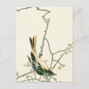 Ruticilla aurorea auf Pflaumenzweig - japanische K Postkarte