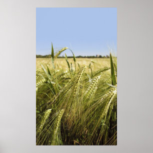 Rye Canvas Print Poster