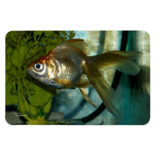 Ryukin Goldfish Premium Flexi Magnet