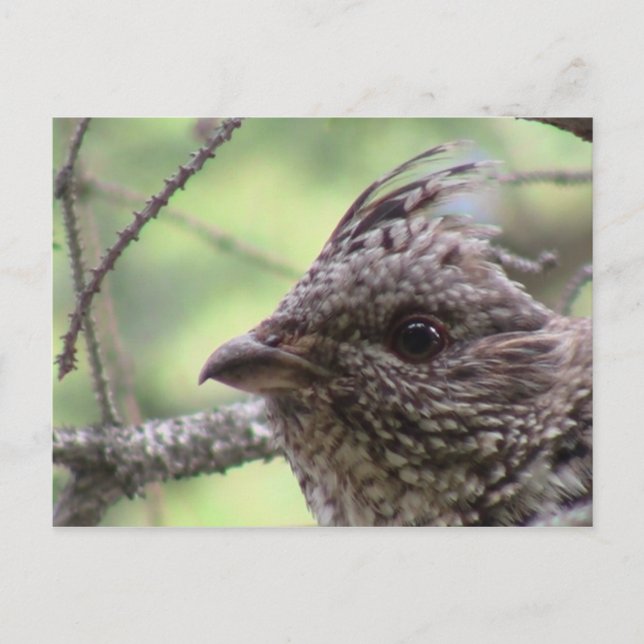 S Flaming Gorge Utah Fauna Birds Aves Tiere Postkarte (Vorderseite)
