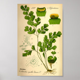 S. Frauenhaarfarn (Adiantum capillus-veneris) Poster
