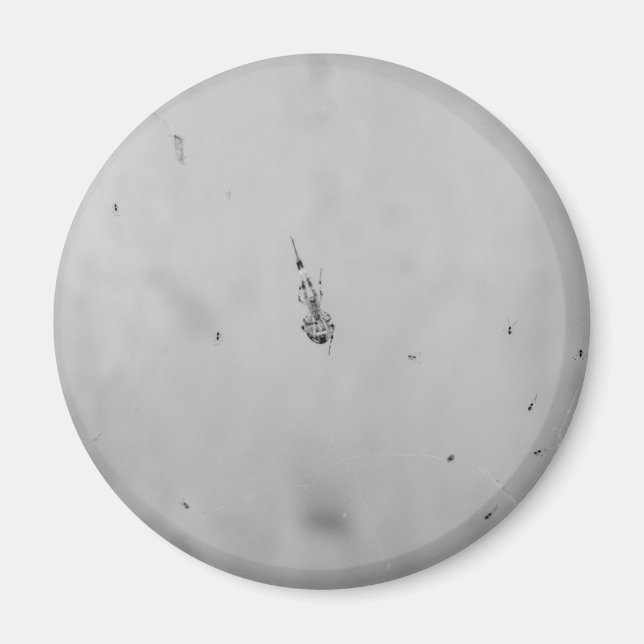 S/W - Spinne und ihre Babys Magnet (Vorne)