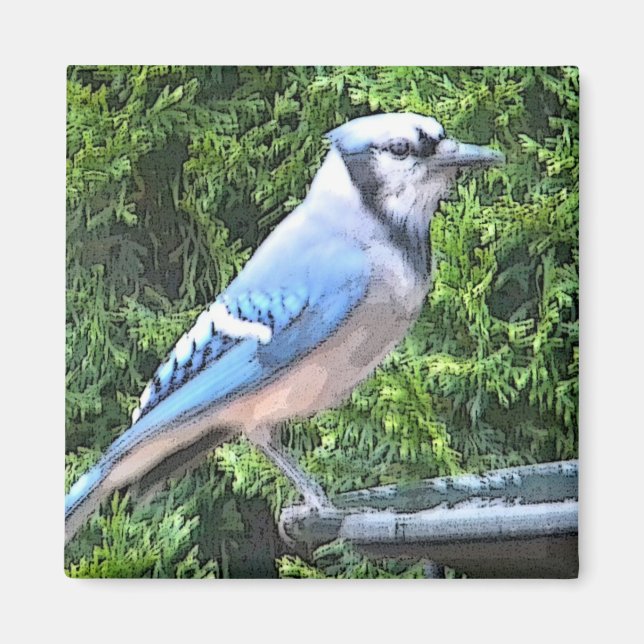 SA- Blauer Jay-Magnet Magnet (Vorne)