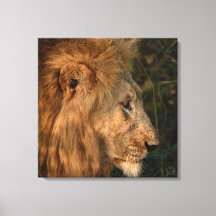 Sa Majesté le lion africain toile enveloppée Impri