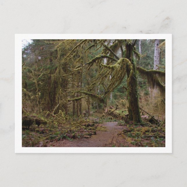 Saal Mosses auf Hoh Rainforest Postkarte (Vorderseite)